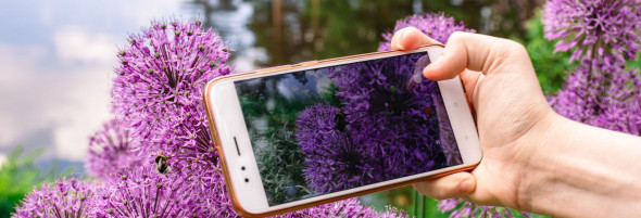 Jemand fotografiert eine Allium-Blume mit dem Smartphone